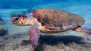 Image result for Caretta caretta