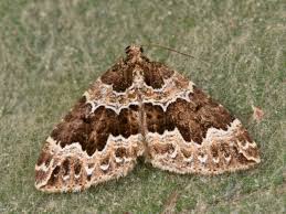 Attēlu rezultāti vaicājumam “Lampropteryx suffumata”