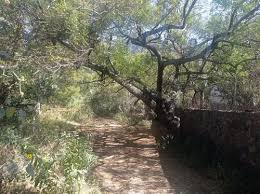 Kuvahaun tulos haulle tepoztla