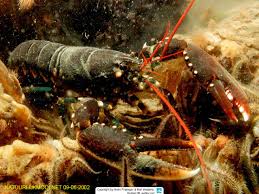 Image result for Homarus gammarus