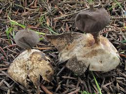 Attēlu rezultāti vaicājumam “Geastrum pectinatum”