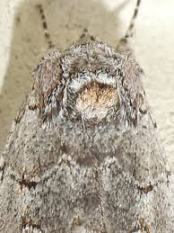 Attēlu rezultāti vaicājumam “Diachrysia tutti”