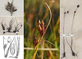 Attēlu rezultāti vaicājumam “Rhynchospora fusca”