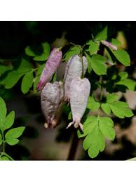 Image result for Adlumia cirrhosa