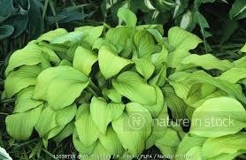 Attēlu rezultāti vaicājumam “Hosta sp.”