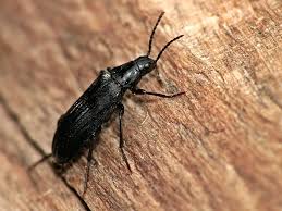 Attēlu rezultāti vaicājumam “Melandrya dubia”