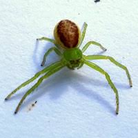 Attēlu rezultāti vaicājumam “Micrommata virescens”