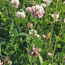 Attēlu rezultāti vaicājumam “Trifolium hybridum flower”