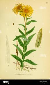 Attēlu rezultāti vaicājumam “Inula salicina”