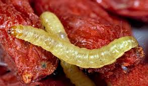 Attēlu rezultāti vaicājumam “Plodia interpunctella”