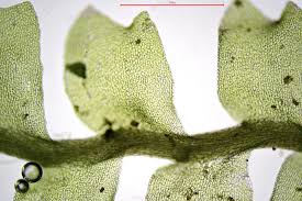 Attēlu rezultāti vaicājumam “Leiocolea collaris”