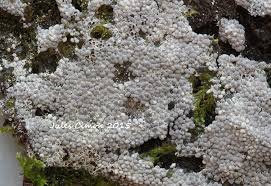 Attēlu rezultāti vaicājumam “Diderma cingulatum”