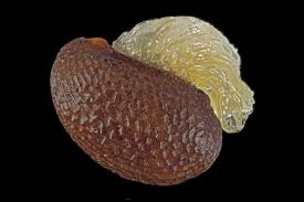 Attēlu rezultāti vaicājumam “Enteridium liceoides sessile”