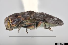 Attēlu rezultāti vaicājumam “Aphis confusa”