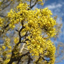 Attēlu rezultāti vaicājumam “Cornus mas flower”