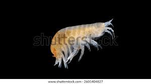 Attēlu rezultāti vaicājumam “Amphipoda”