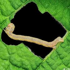 Attēlu rezultāti vaicājumam “Cribraria macrocarpa”