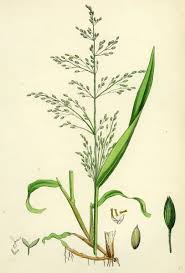 Attēlu rezultāti vaicājumam “Milium effusum”