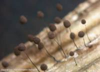 Attēlu rezultāti vaicājumam “Comatricha laxa macro”