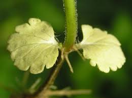 Attēlu rezultāti vaicājumam “Veronica chamaedrys bud”