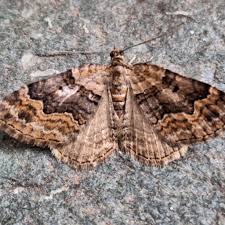 Attēlu rezultāti vaicājumam “Xanthorhoe quadrifasiata”