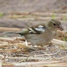 Attēlu rezultāti vaicājumam “Fringilla coelebs female”