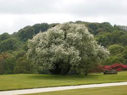 Attēlu rezultāti vaicājumam “Malus baccata”