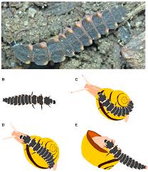 Attēlu rezultāti vaicājumam “Lampyris noctiluca larva”