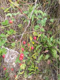 Attēlu rezultāti vaicājumam “Rosa majalis fruit”