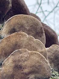 Attēlu rezultāti vaicājumam “Coriolopsis trogii”