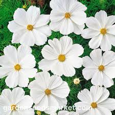 Image result for Schmuckkörbchen