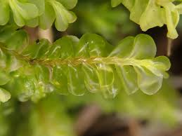 Attēlu rezultāti vaicājumam “Plagiochila porelloides sporophyte”