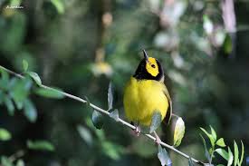 Image result for Wilsonia citrina