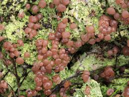 Attēlu rezultāti vaicājumam “Baeomyces rufus”