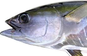 Image result for Thunnus albacares