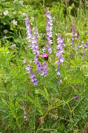 Attēlu rezultāti vaicājumam “Vicia tenuifolia flower”