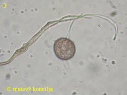 Attēlu rezultāti vaicājumam “Didymium tussilaginis macro”