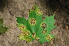 Attēlu rezultāti vaicājumam “Rhytisma acerinum”