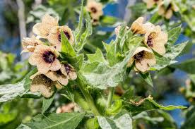 Attēlu rezultāti vaicājumam “Hyoscyamus niger flower”