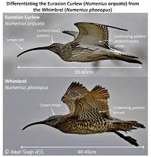 Attēlu rezultāti vaicājumam “Numenius arquata”