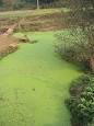 Algal bloom - Wikipedia, the free encyclopedia