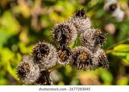 Attēlu rezultāti vaicājumam “Arctium tomentosum”