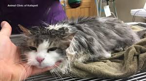 Image result for cat found
