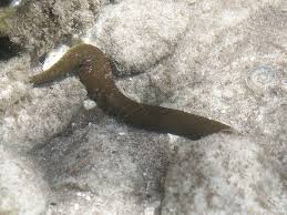 Attēlu rezultāti vaicājumam “Haemopis sanguisuga”