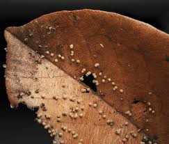 Attēlu rezultāti vaicājumam “Diderma hemisphaericum young”