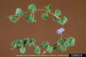 Attēlu rezultāti vaicājumam “Veronica filiformis bud”