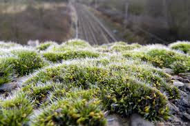 Attēlu rezultāti vaicājumam “Grimmia pulvinata sporophyte”