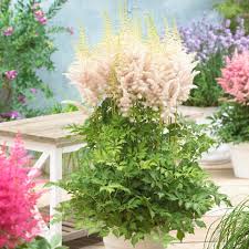 Attēlu rezultāti vaicājumam “Astilbe chinensis bud”