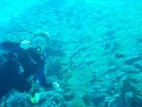 Image result for Teddington Sub-Aqua Club