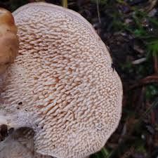 Attēlu rezultāti vaicājumam “Hydnum rufescens”